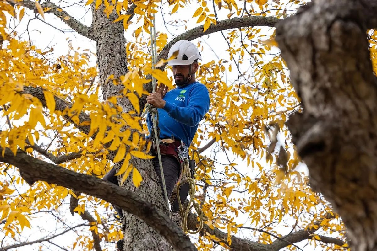 Skilled Tree Trimming crew working in Nara Visa
